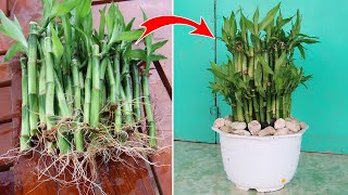 How to propagate Lucky Bamboo in water