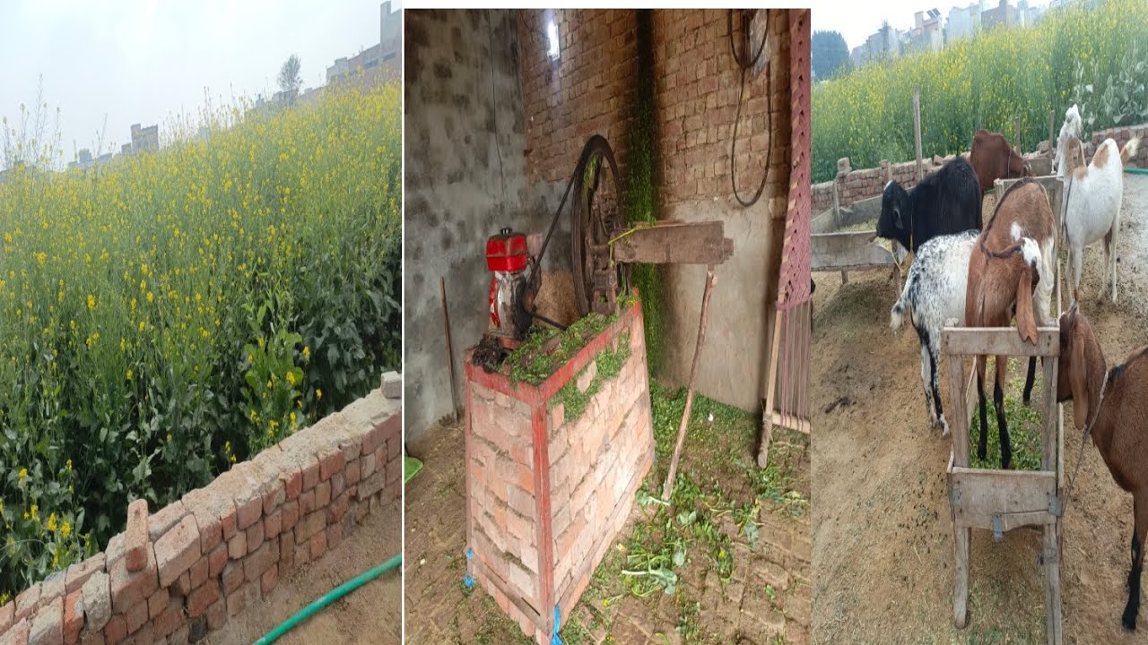 Aj ka din 2026 ||@Aqsakanwal-3i