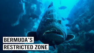 Mengapa Ratusan Ikan Raksasa Berkumpul di Satu Tempat Ini?