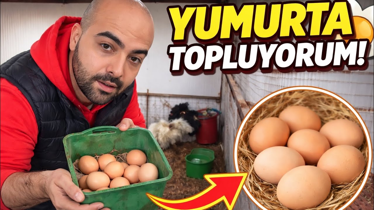 YENİ TAVUK ÇİFTLİĞİ KURDUK | Uzun Zamandan Sonra İlk Video ! 
