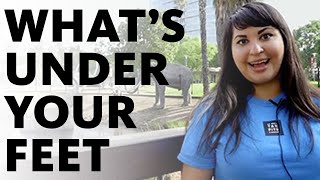 Exploring the Geology of the Tar Pits #TarPits #losangeles