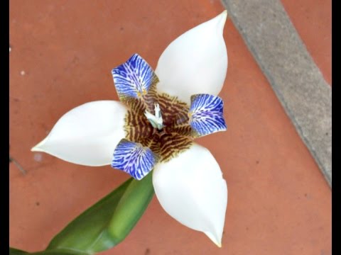 Video: Reproducción De Iris (20 Fotos): ¿cómo Se Reproducen Los Iris? ¿Cómo Plantar Flores En Primavera Y Otoño? ¿Cómo Propagar Por Semilla Y Dividir El Arbusto?