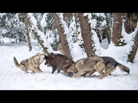 ПСОВЫЕ НА ОХОТЕ! Как охотятся хищники семейства псовых