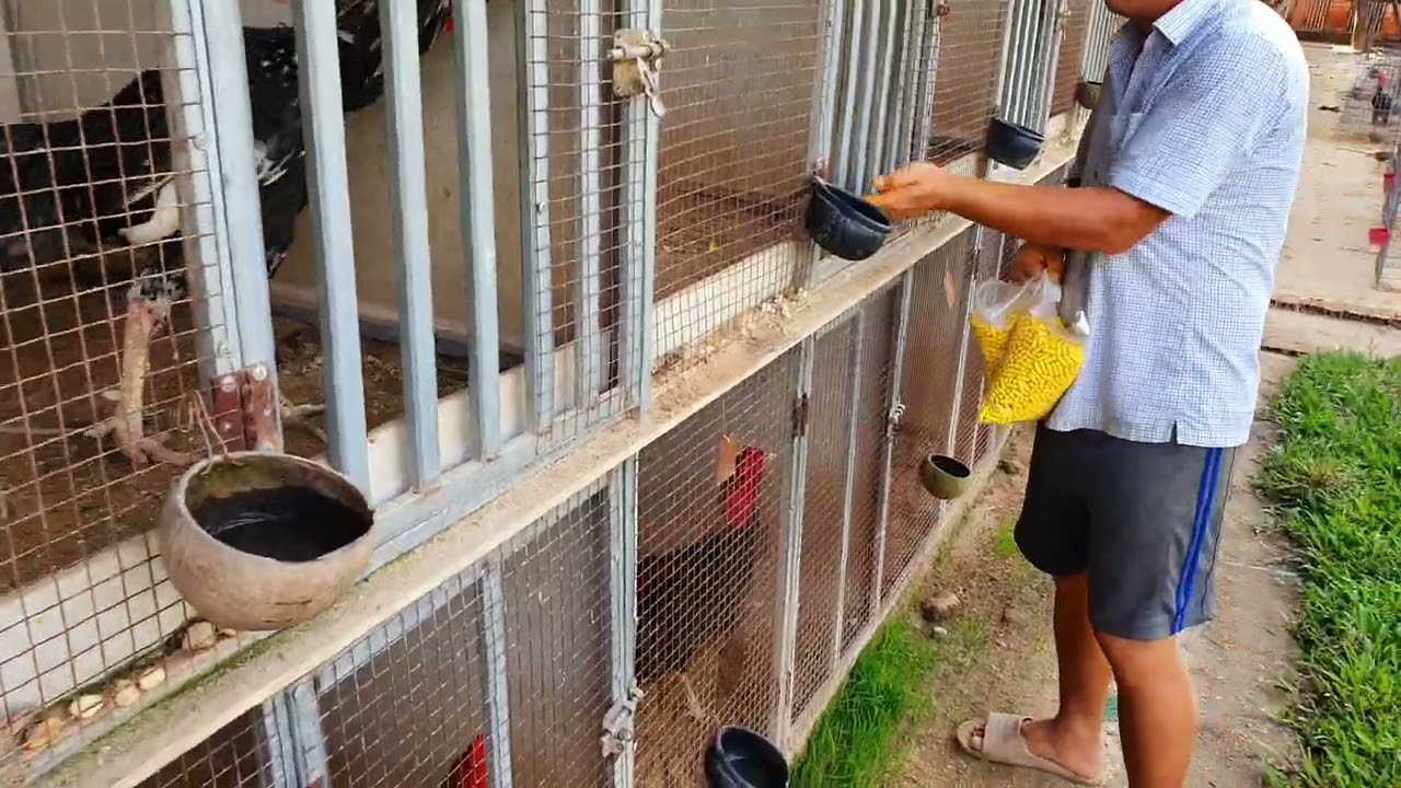 xem Trại gà Ba Bảo Bình Định cho gà ăn mồi mỗi ngày!