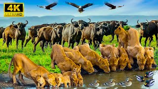 African Wildlife 4K - Relaxing movies African Wildlife peaceful relaxing music - Music therapy