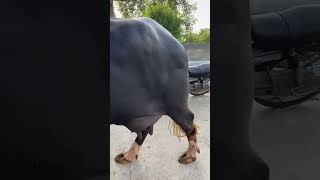Murrah dairy farm || #cow #baffalo #animals #farming #viral #dairyfarm #bull #shortsfeed #shorts