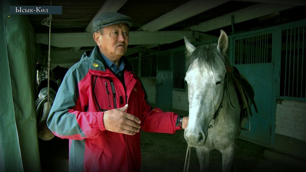 Мал чарбачылыгы Асыл тукум жылкылар