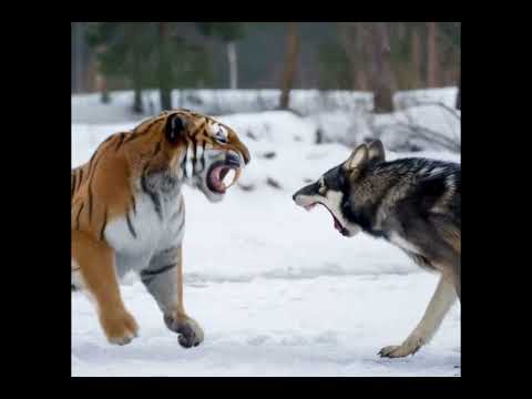 Saber Tooth Tiger Vs Dire Wolf