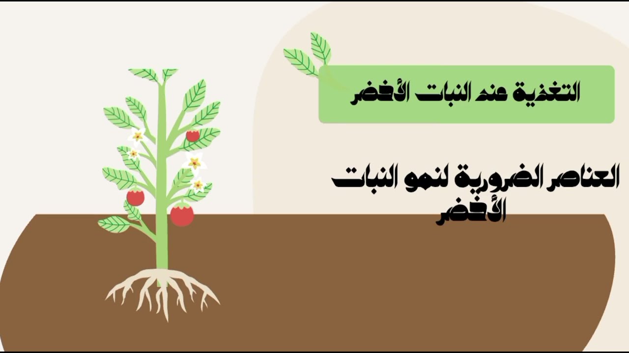 درس العناصر الضرورية لنمو النبات الأخضر  للسنة الأولى متوسط ،، أسهل وأسرع شرح🌷