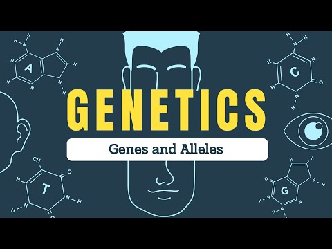 Genes vs. Alleles