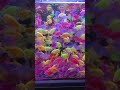 Colourful Betta Fish #bettafish #aquariumfish #bluebettafish #redfish #goldfish #ytshorts