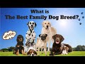 What Is The BEST Family Dog Breed.