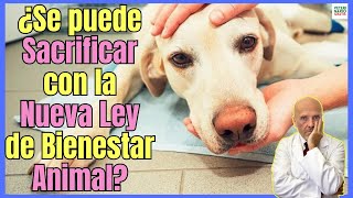 💔 ¿SE PUEDE SACRIFICAR UN PERRO CON LA NUEVA LEY DE BIENESTAR ANIMAL? 💔 by VETERINARIO GRATIS 5,128 views 11 days ago 7 minutes, 4 seconds