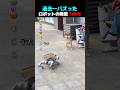 過去一バズった ! ? ロボットの瞬間 TOP6