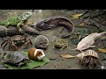 Wow! Menangkap ikan lele besar dalam lubang ada banyak hewan kura-kura, kodok, kepiting dan belut