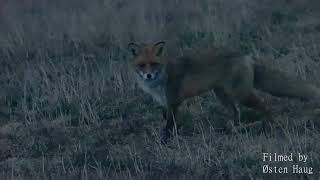 Red Fox vs Roe Deer