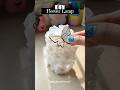 DIY trending lamp ✨ #shorts