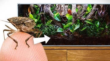 Stink Bugs Invaded, so I Made Them a Terrarium