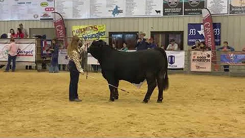 RGVLS - Medium Weight Simbrah Market Steer (2nd Pl...