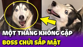 Sen ĐI LÀM 1 tháng KHÔNG GẶP về bị Ngáo Husky CHỬI SẤP MẶT 🤣 | Yêu Lu Official