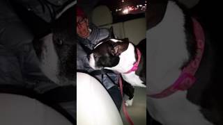 Casey Boston Terrier needs a home