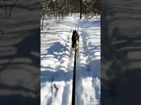 На мужской праздник