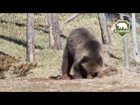 Yellowstone Grizzly Bears and Cubs