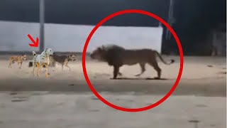 Dogs chase away a lion!!!