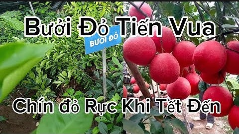 Cây Giống Bưởi Đỏ Luận Văn Tiến Vua Trồng Chậu Vừa Đẹp Vừa Sang