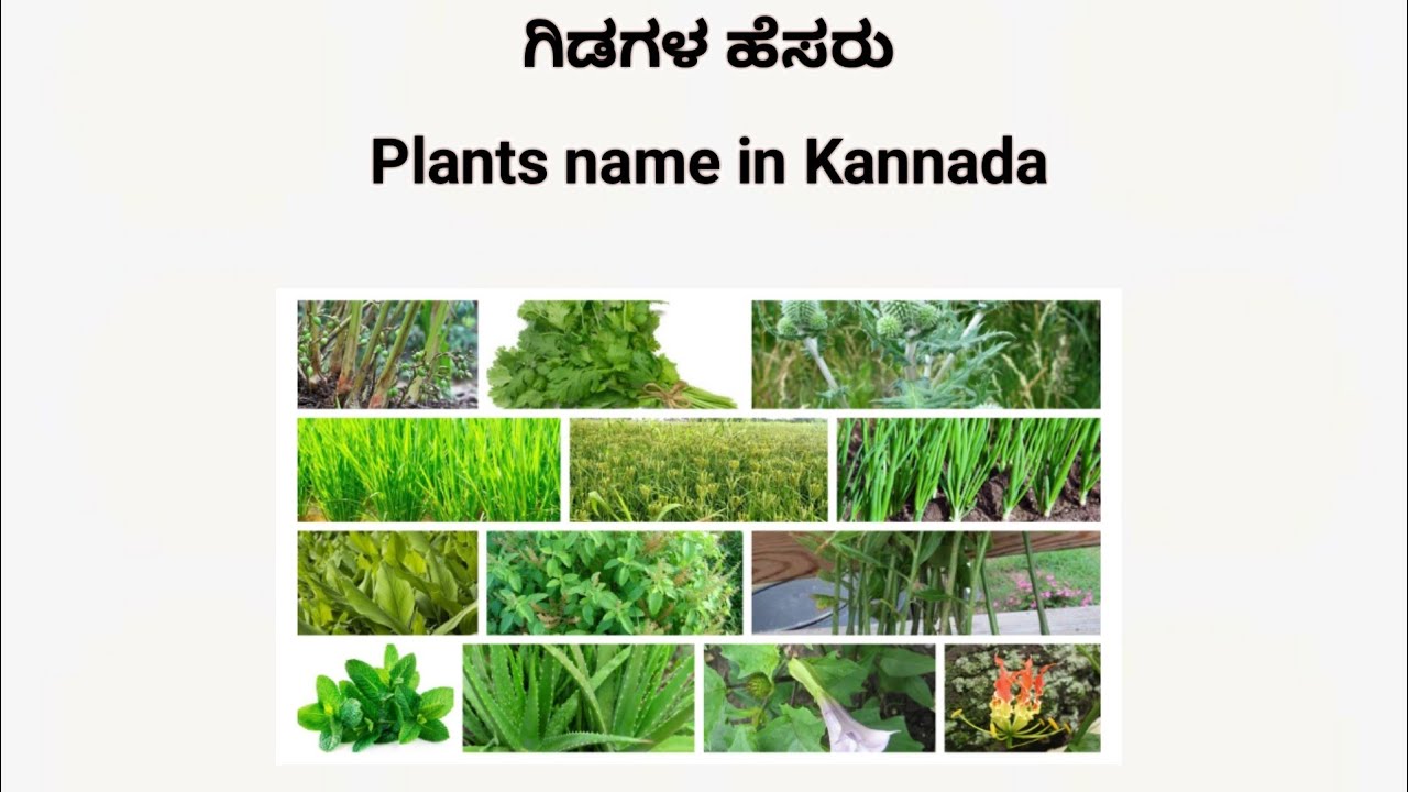 essay on natural vegetation in kannada