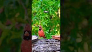 Cheap vs. Expensive Bird Seed 🦜
