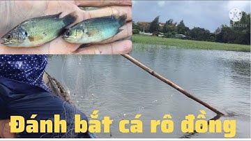 Thả lưới bắt cá rô đồng mùa nước lũ