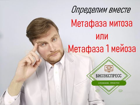 Определим вместе: Метафаза митоза или Метафаза 1 мейоза