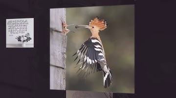 Surah Al Isra. Shaikh Hani Al Refai