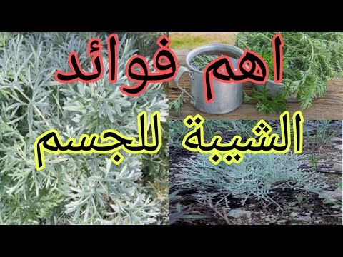 فوائد نبتة الشيبة او شيح ابن سينا فوائد الشيبة