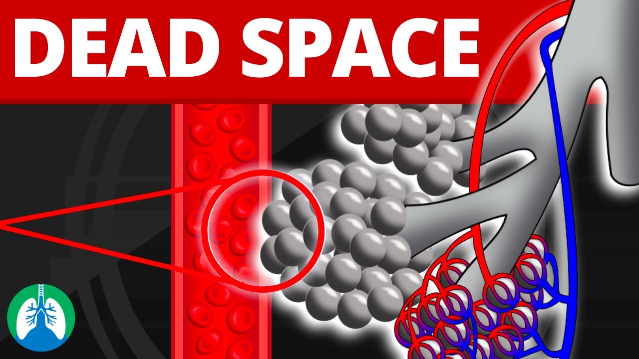 Anatomic and physiologic dead space: Video & Anatomy