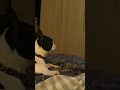 This Boston Terrier Loves to Watch TV