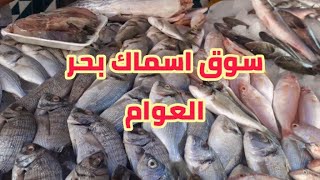 لما تنزل مطروح لازم تروح سوق السمك ده في مطروح كل انواع السمك? وسعر على اد الايد