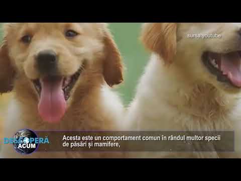 Video: Inflamația Osoasă (panosteită) La Câini