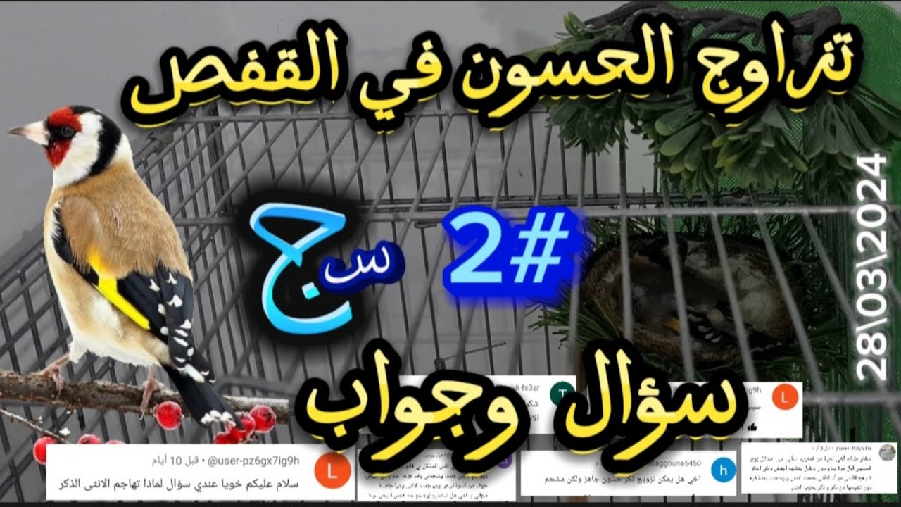 تزاوج الحسون في القفص | #2 سؤال و جواب |  #birds #الحسون #goldfinch #مقنين