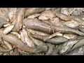 Dalag/Snakehead Fish Isang Sako #shorts
