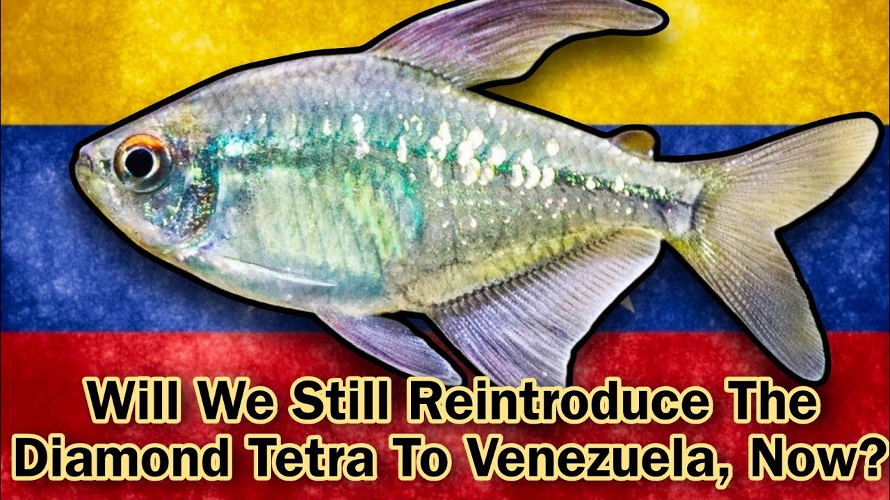 Venezuela & The Diamond Tetra Re-wilding in Chaos. Big Oil's Plans