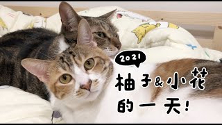 【黃阿瑪的後宮生活】2021柚子&小花的一天