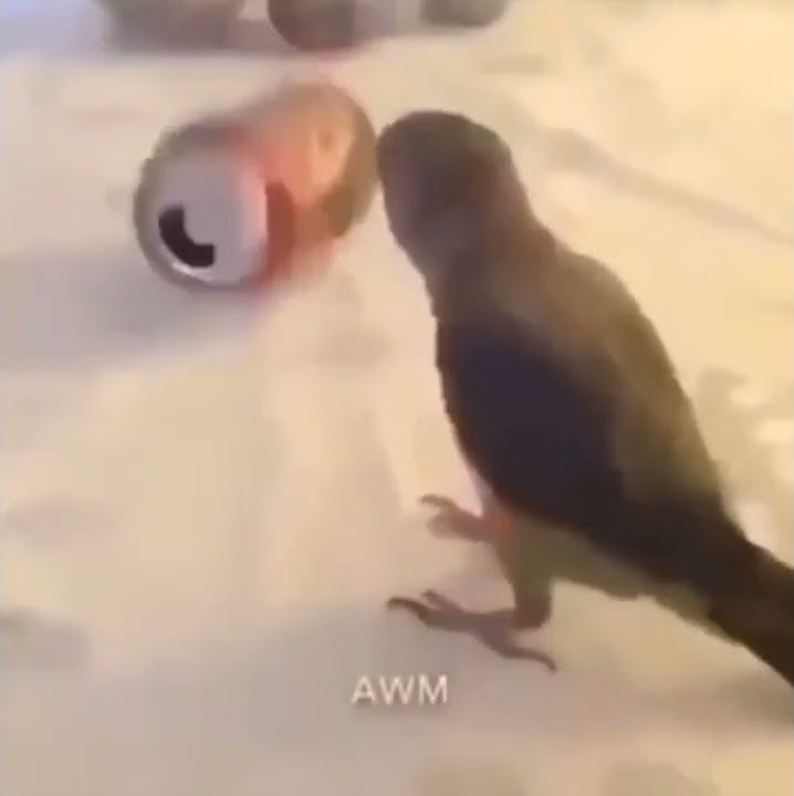 bird throws can and gets a little too excited YouTube