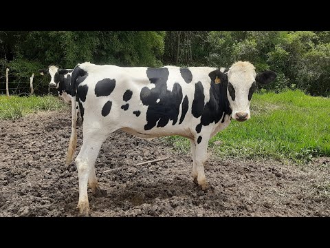 Vídeo: Qual é o estilo da leiteira?