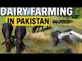 Profitable Dairy Farming Business Pakistan | Dairy Farming business Pakistan #dairy #farming