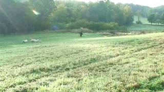 FARMER CATCHES BIGFOOT ON VIDEO