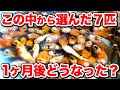 【庭池】塩田養鯉場さんコラボ時にもらった錦鯉たちどうなった？