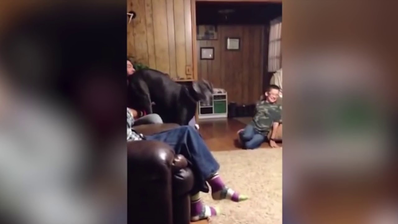 Big Dog Scared Of Little Dog MUST SEE YouTube