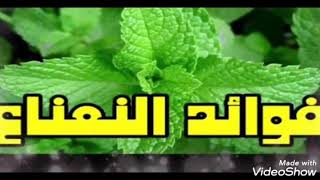 مالاتعرفه عن النعناع فوائد النعناع للرجال. والسيدات